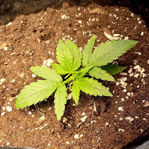 Auto Bubble Gum growlog timeline photo