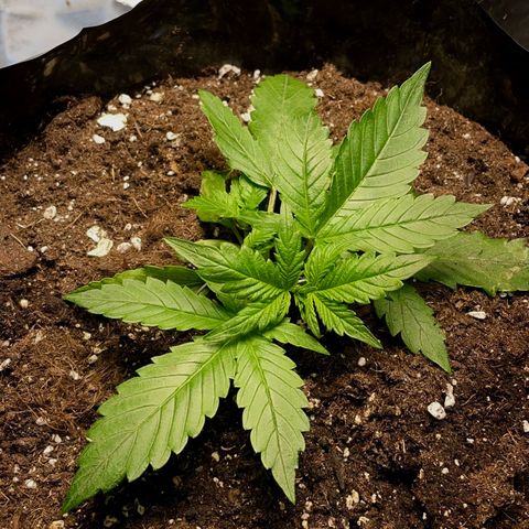 Gelato Auto growlog timeline photo