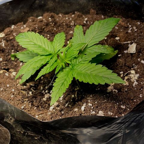 Auto Bubble Gum growlog timeline photo