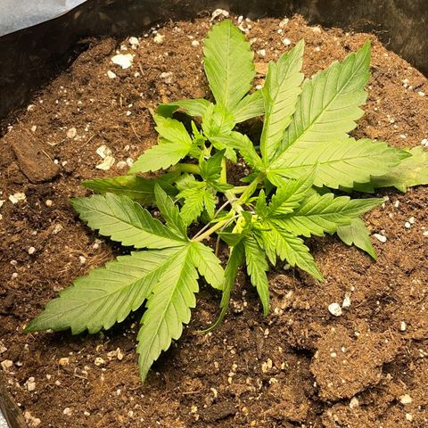 Gelato Auto growlog timeline photo