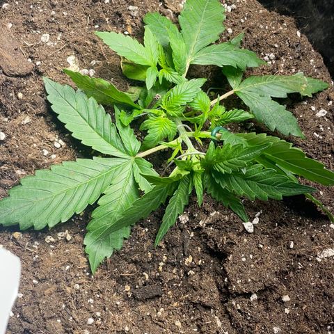 Gelato Auto growlog timeline photo