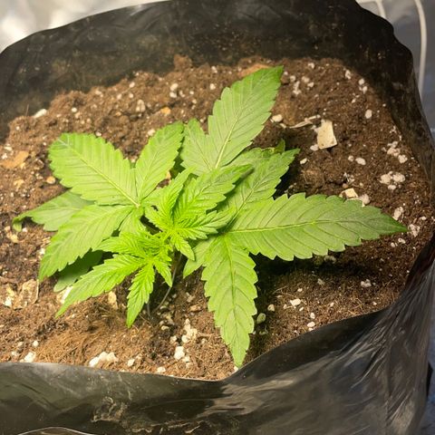 Auto Bubble Gum growlog timeline photo