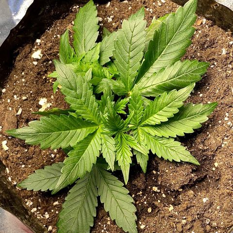 Gelato Auto growlog timeline photo