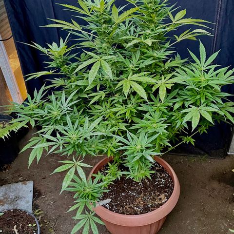 Moby Dick growlog timeline photo