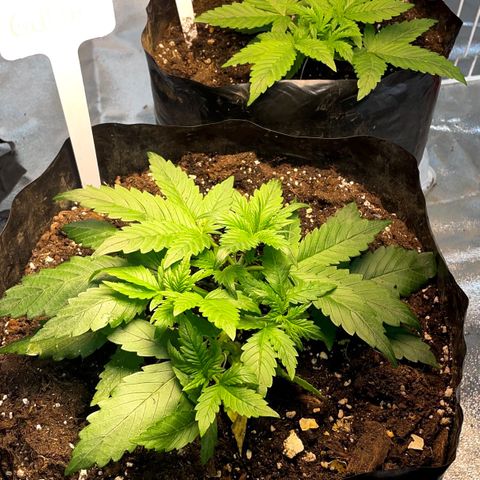 Gelato Auto growlog timeline photo