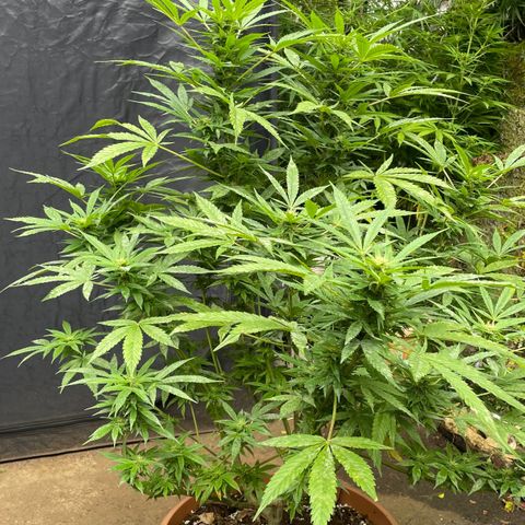 Moby Dick growlog timeline photo