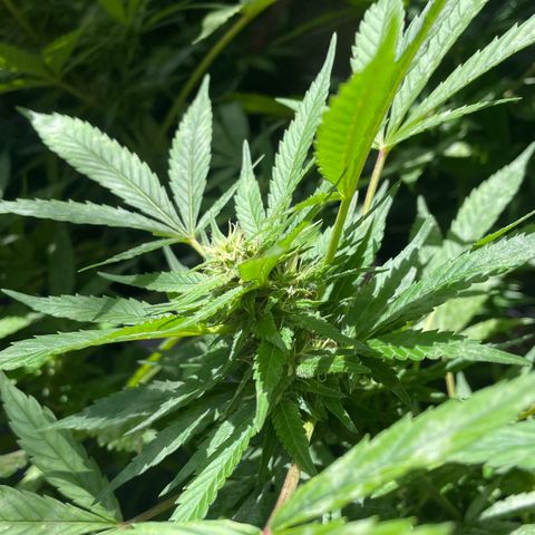Moby Dick growlog timeline photo