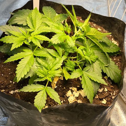 Gelato Auto growlog timeline photo