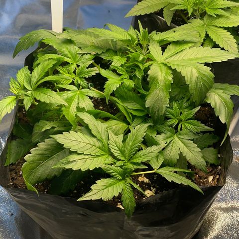 Gelato Auto growlog timeline photo
