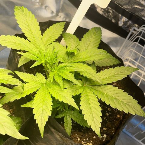 Auto Bubble Gum growlog timeline photo