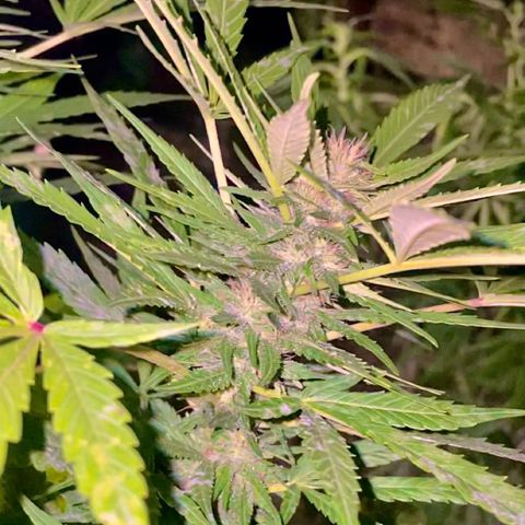 Moby Dick growlog timeline photo