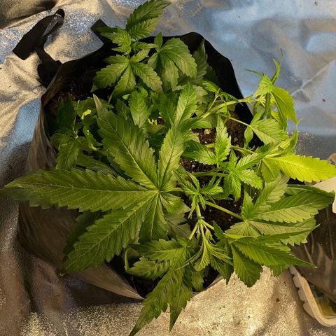 Gelato Auto growlog timeline photo