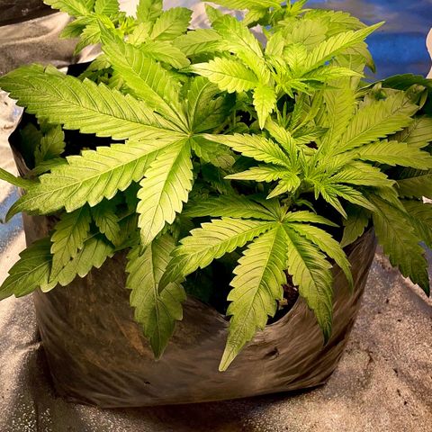 Gelato Auto growlog timeline photo