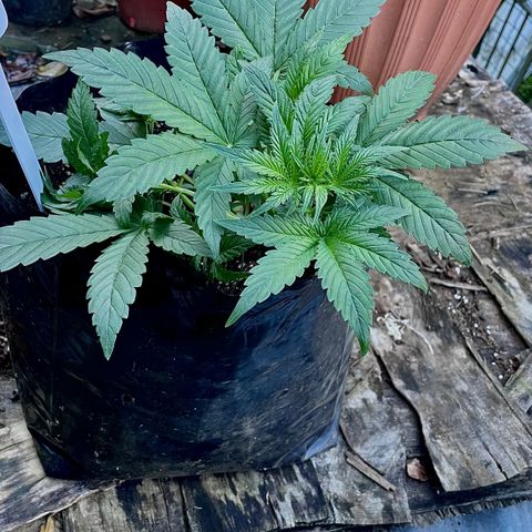 Auto Bubble Gum growlog timeline photo