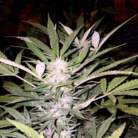 Moby Dick growlog timeline photo