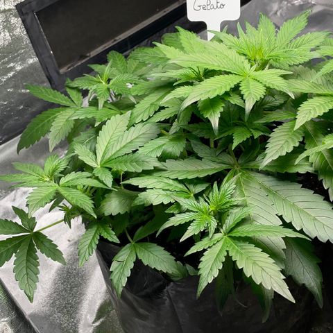 Gelato Auto growlog timeline photo
