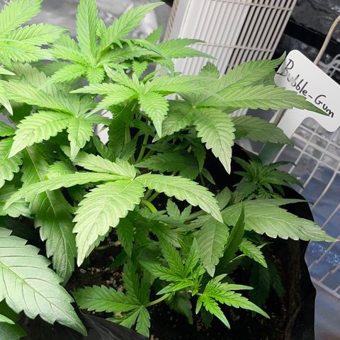 Auto Bubble Gum growlog timeline photo