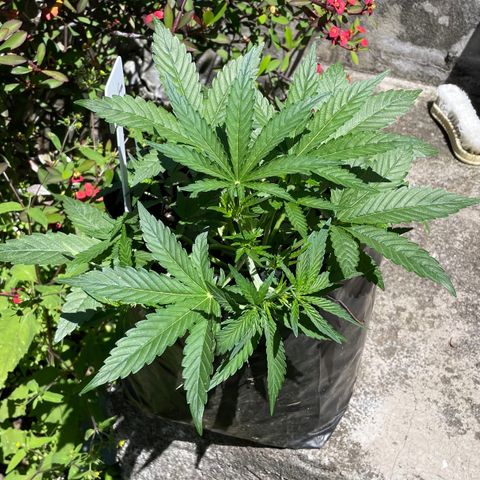 Auto Bubble Gum growlog timeline photo