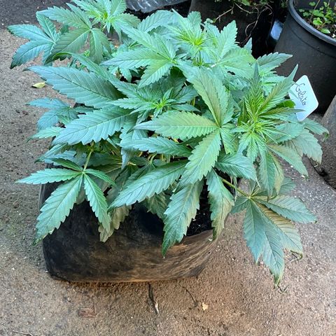 Gelato Auto growlog timeline photo