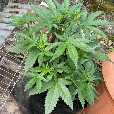 Auto Bubble Gum growlog timeline photo
