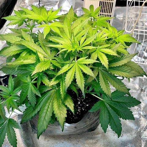 Gelato Auto growlog timeline photo