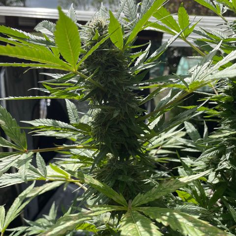 Moby Dick growlog timeline photo