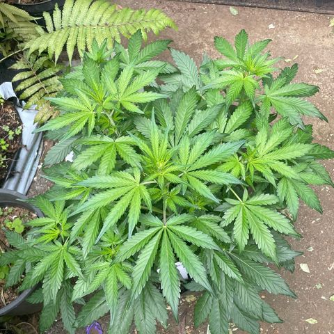 Gelato Auto growlog timeline photo