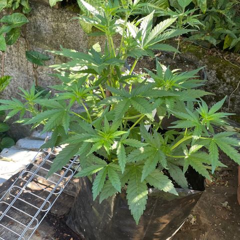 Auto Bubble Gum growlog timeline photo