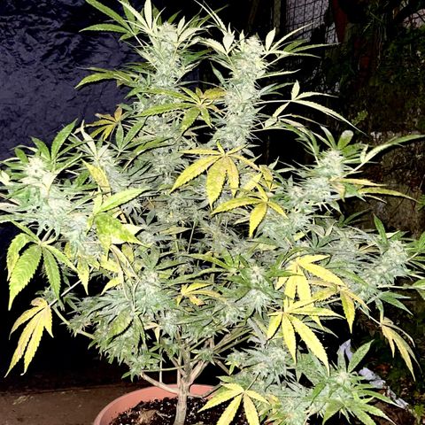 Moby Dick growlog timeline photo