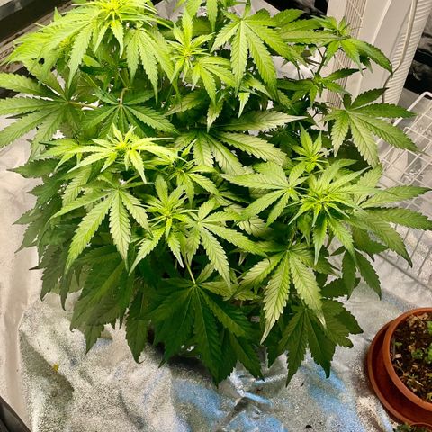 Gelato Auto growlog timeline photo