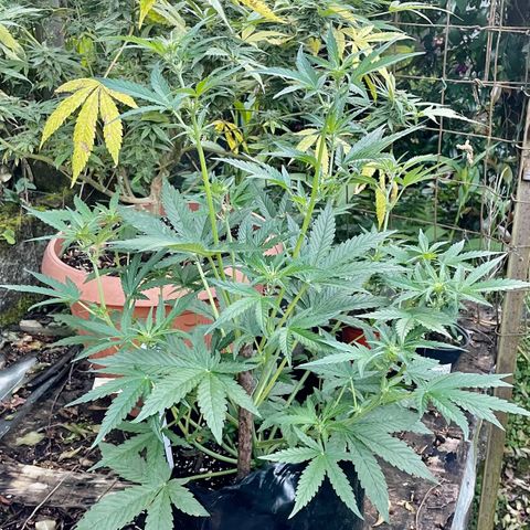 Auto Bubble Gum growlog timeline photo