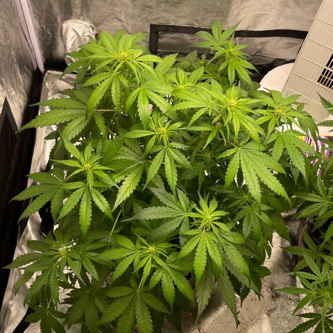 Gelato Auto growlog timeline photo