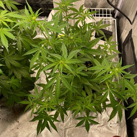 Auto Bubble Gum growlog timeline photo