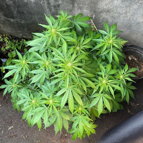 Gelato Auto growlog timeline photo