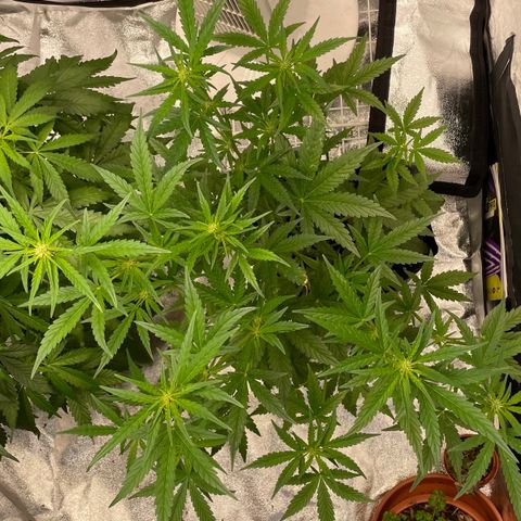 Auto Bubble Gum growlog timeline photo
