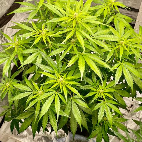 Gelato Auto growlog timeline photo