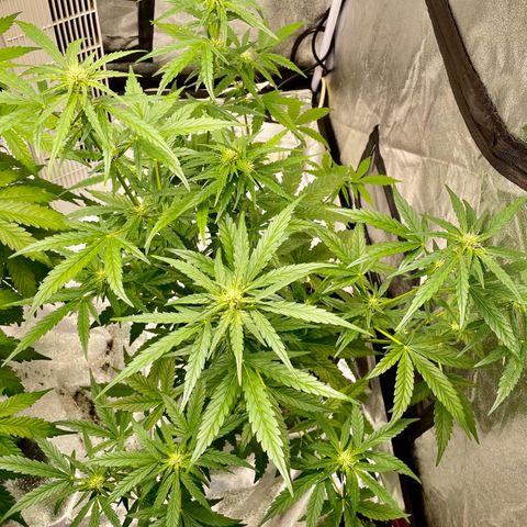 Auto Bubble Gum growlog timeline photo