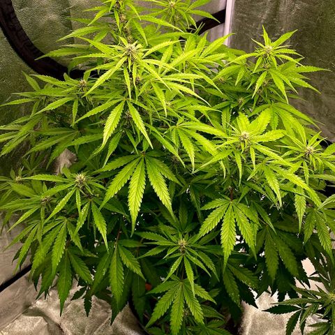 Gelato Auto growlog timeline photo