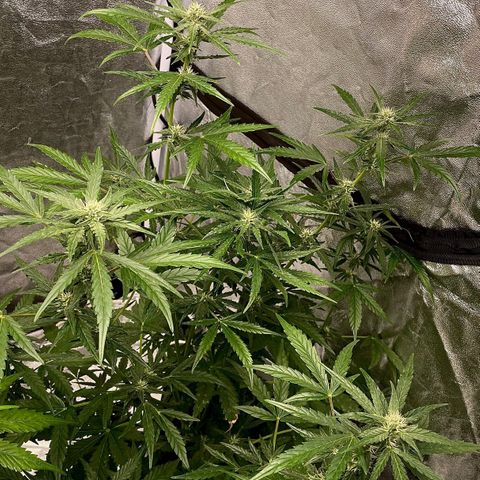 Auto Bubble Gum growlog timeline photo