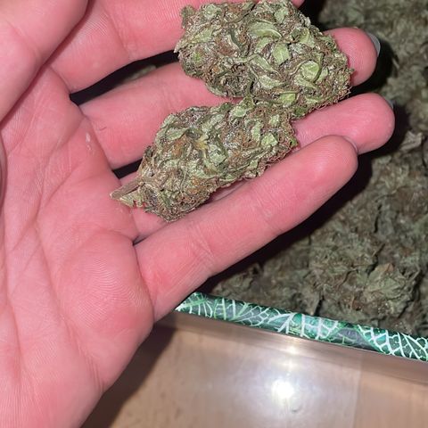 Moby Dick growlog timeline photo