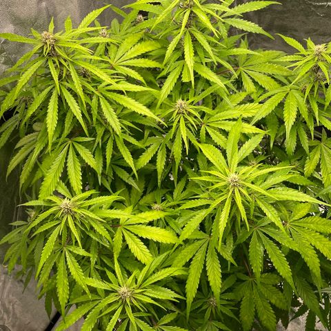 Gelato Auto growlog timeline photo