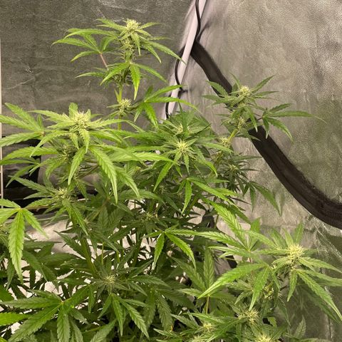 Auto Bubble Gum growlog timeline photo