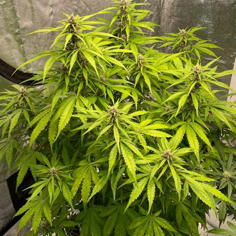 Gelato Auto growlog timeline photo