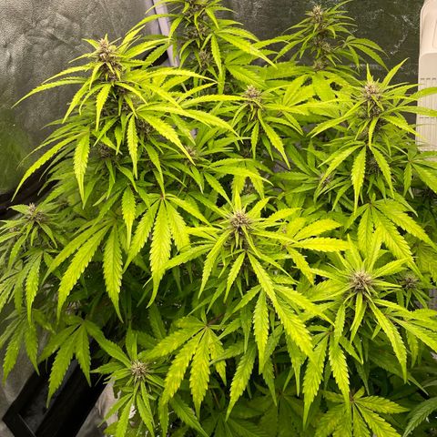 Gelato Auto growlog timeline photo