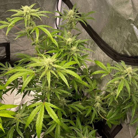 Auto Bubble Gum growlog timeline photo