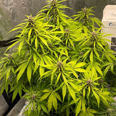 Gelato Auto growlog timeline photo