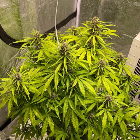 Gelato Auto growlog timeline photo