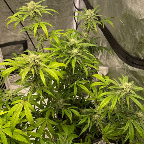 Auto Bubble Gum growlog timeline photo