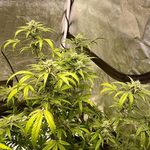Auto Bubble Gum growlog timeline photo