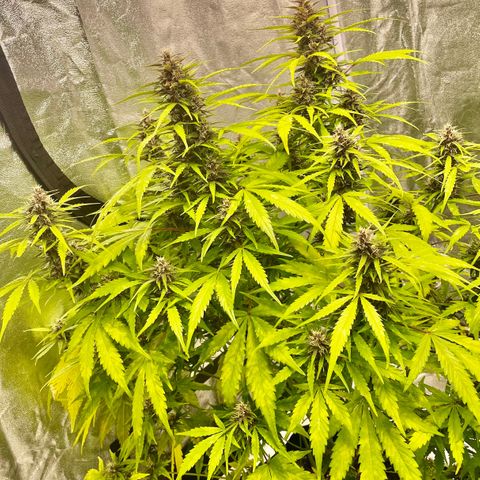 Gelato Auto growlog timeline photo